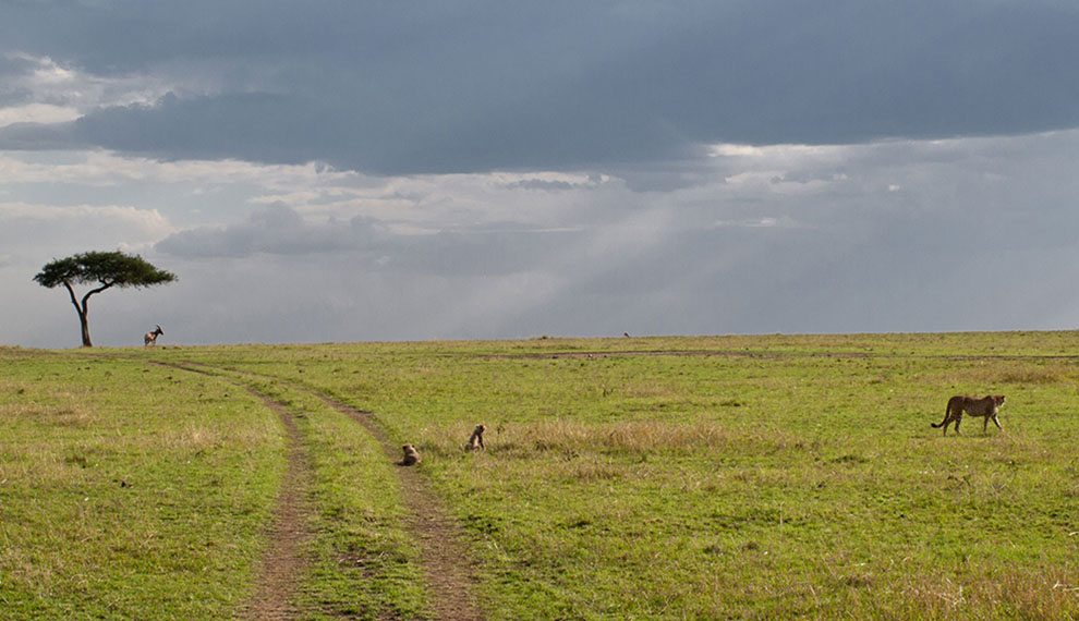 Serengeti vs Maasai Mara safari comparison showing wildlife, landscapes, Great Migration, and the best safari destination in East Africa.