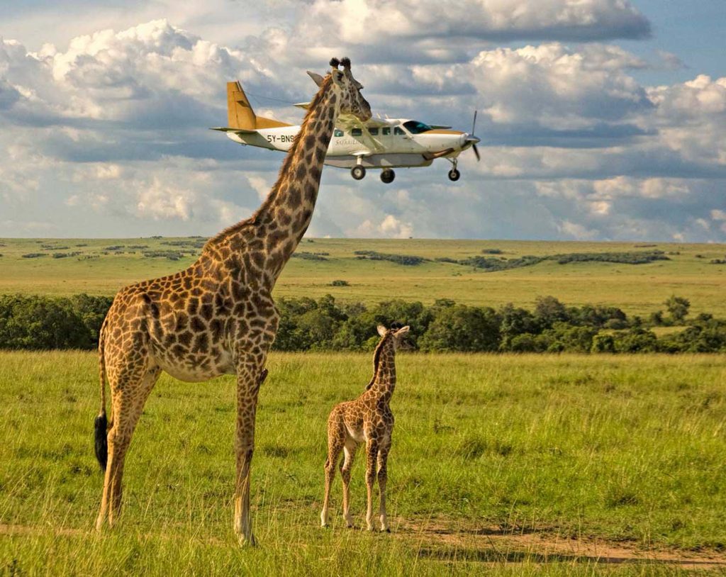 Planning a Tanzania Fly-In Safari Your Ultimate Guide.