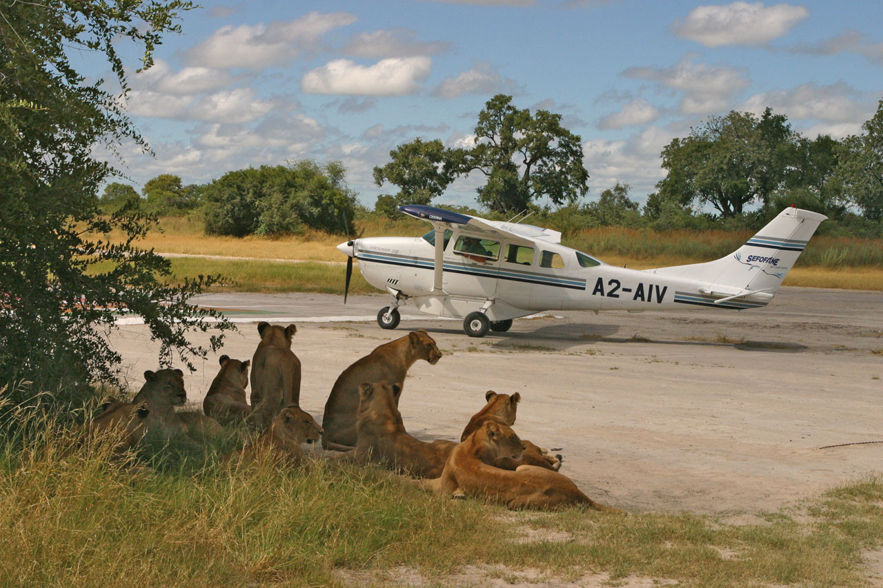 Planning a Tanzania Fly-In Safari Your Ultimate Guide.