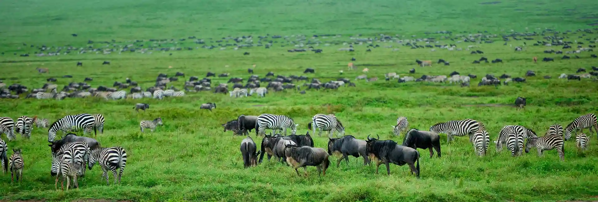 Tanzania safari prices 2026 Ngorongoro Crater wildlife safari
