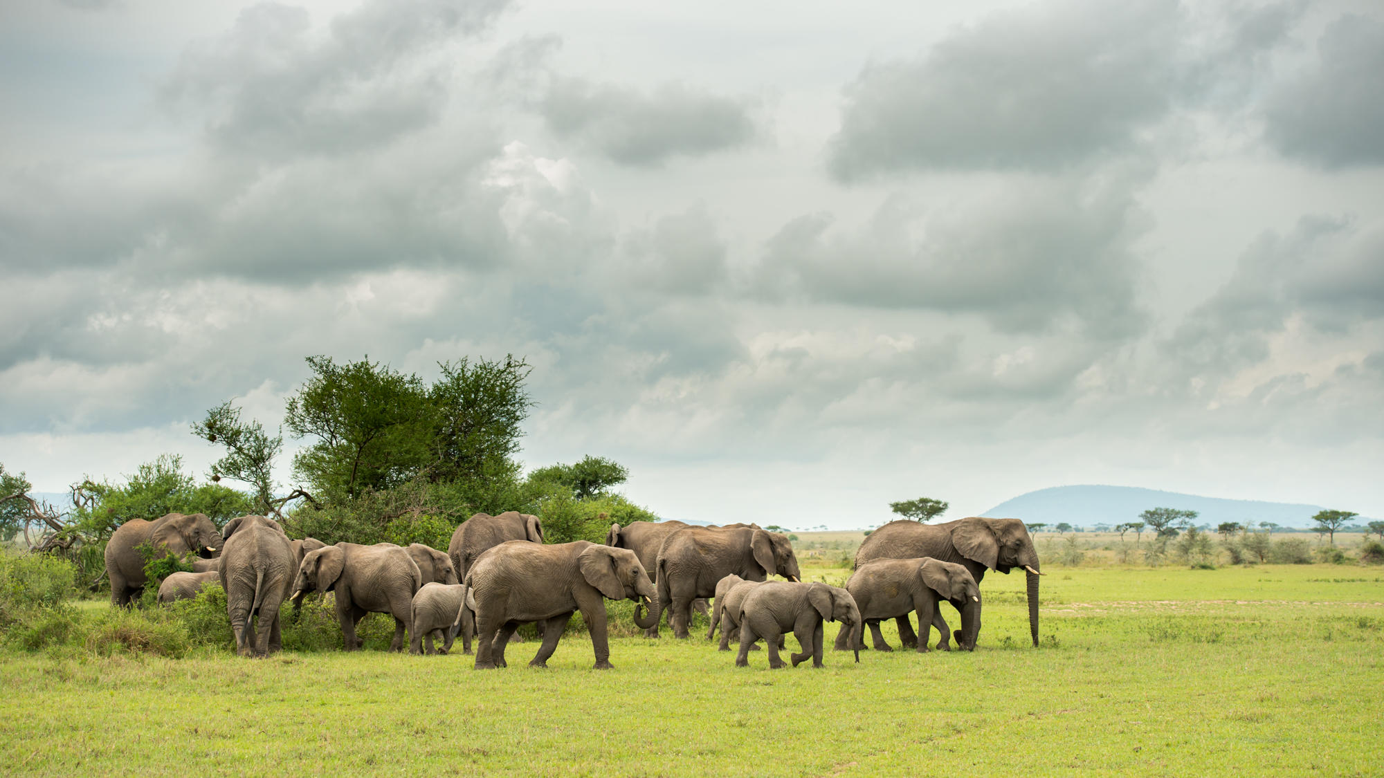 best time to visit Serengeti month by month showing migration seasons wildlife highlights and safari calendar