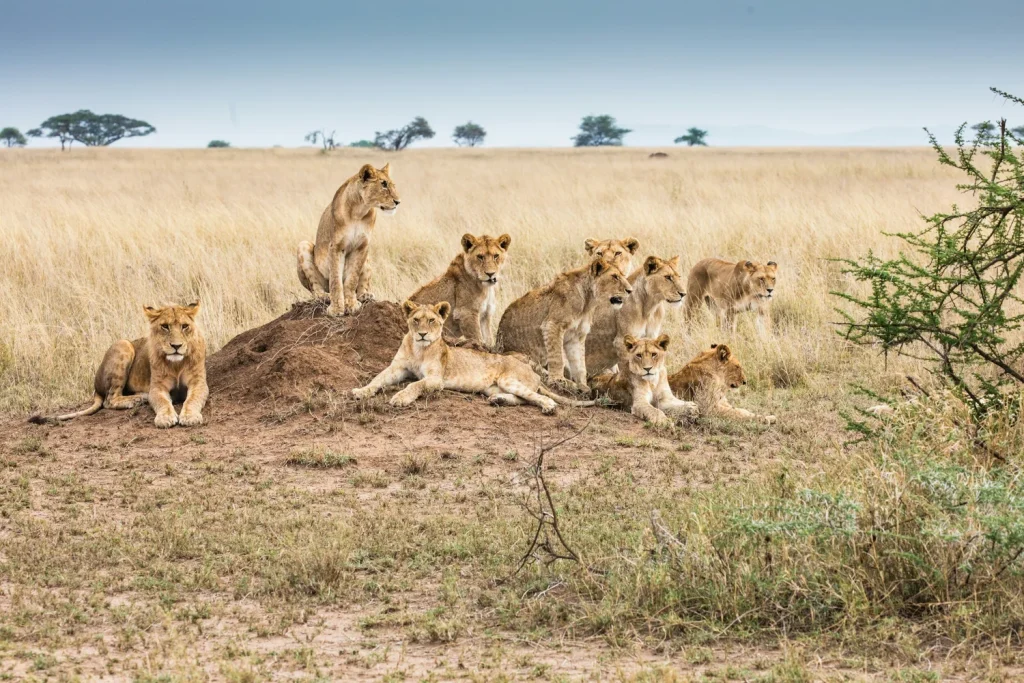 Tanzania safari packages exploring Serengeti and Ngorongoro Crater