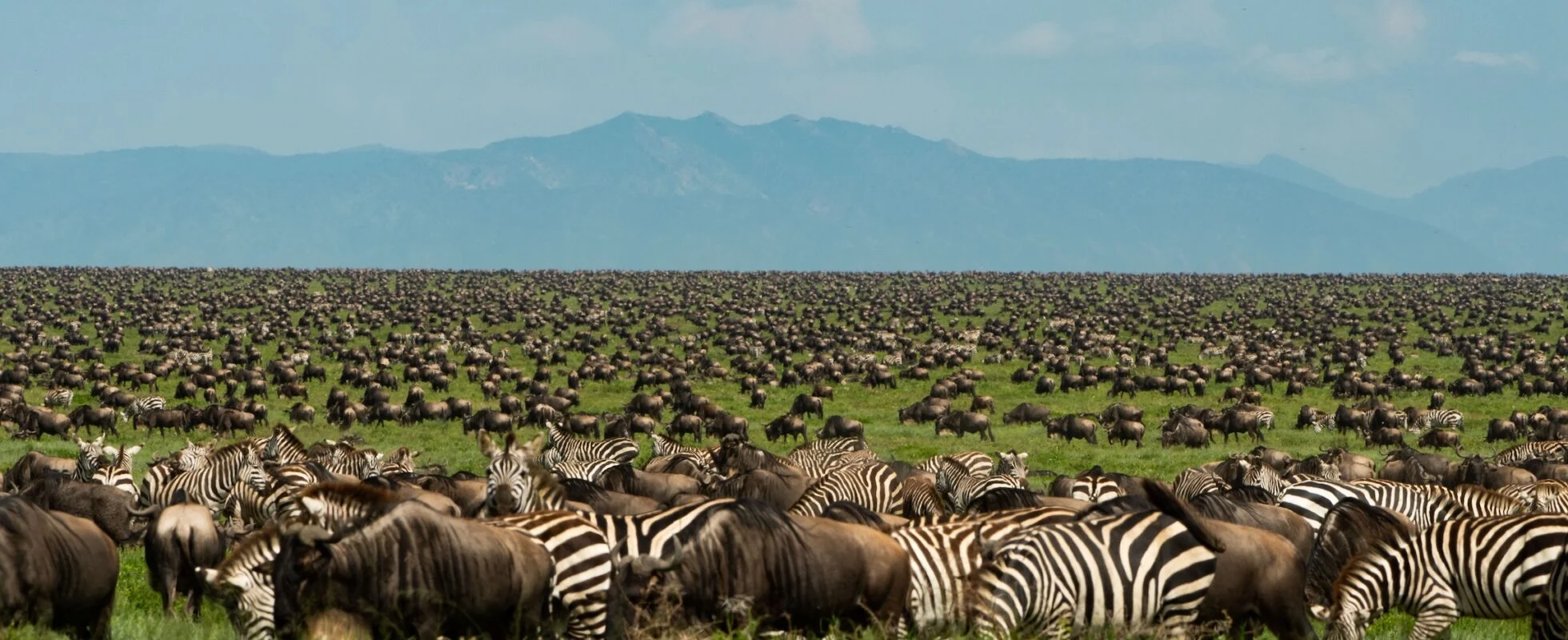 best Tanzania safari itineraries featuring Serengeti Ngorongoro Tarangire and Northern Circuit safari for first-time visitors