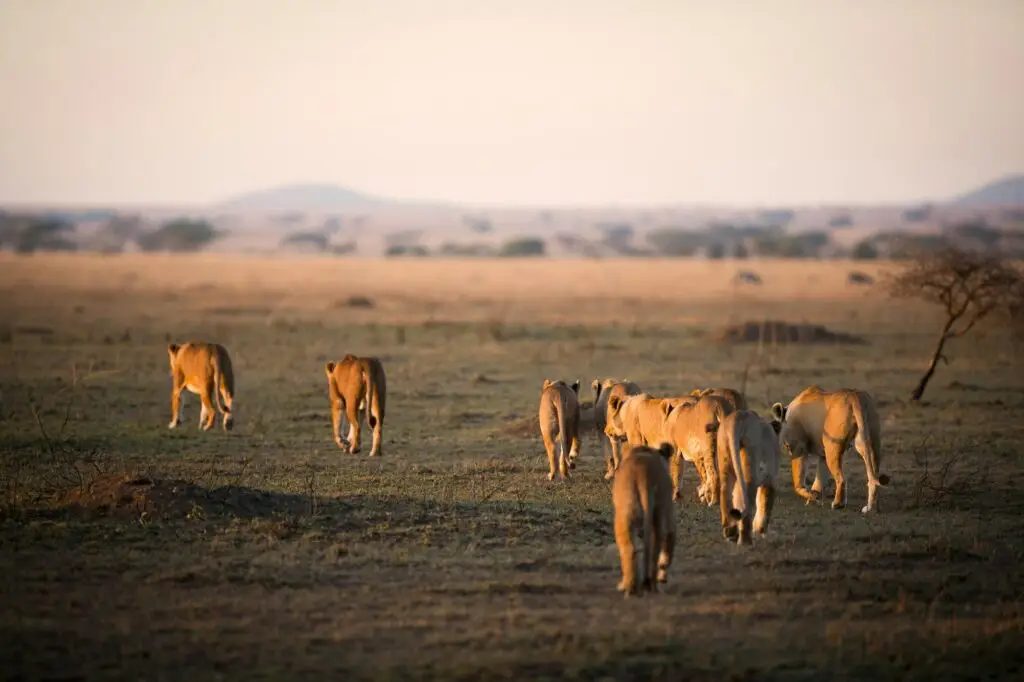 best place to stay in Serengeti safari accommodation guide showing Serengeti safari lodges and regions