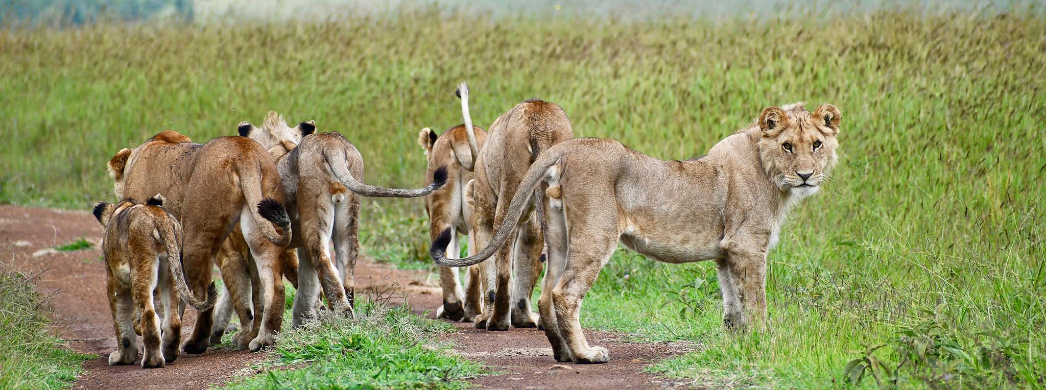 best Tanzania safari itineraries featuring Serengeti Ngorongoro Tarangire and Northern Circuit safari for first-time visitors
