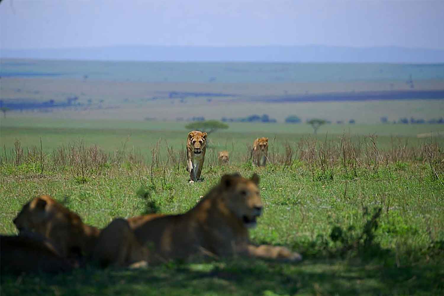 Central vs Northern Serengeti safari comparison showing wildlife areas migration routes and accommodation regions
