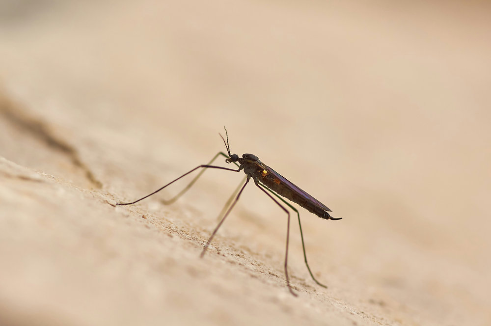 Malaria in Tanzania Zanzibar travel advice
