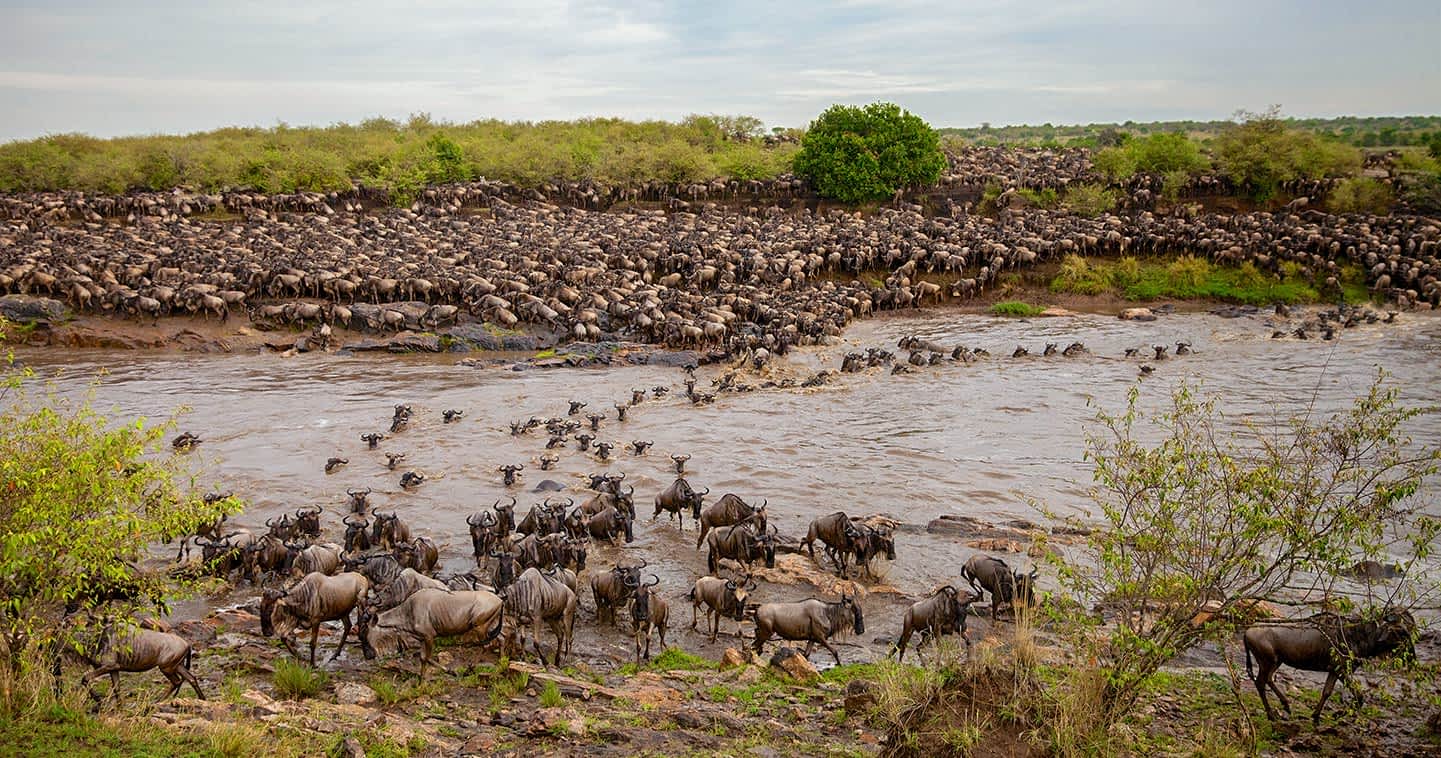 Central vs Northern Serengeti safari comparison showing wildlife areas migration routes and accommodation regions
