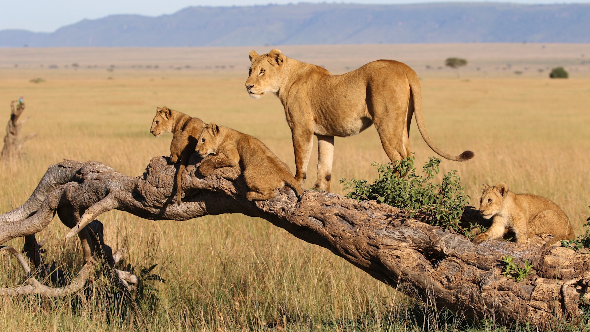 Serengeti vs Maasai Mara safari comparison showing wildlife, landscapes, Great Migration, and the best safari destination in East Africa.