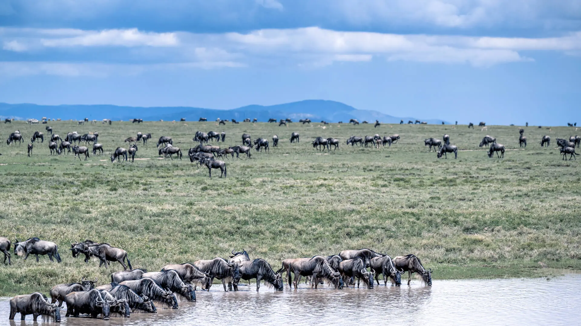 Tanzania safari seasons for wildlife viewing throughout the year 