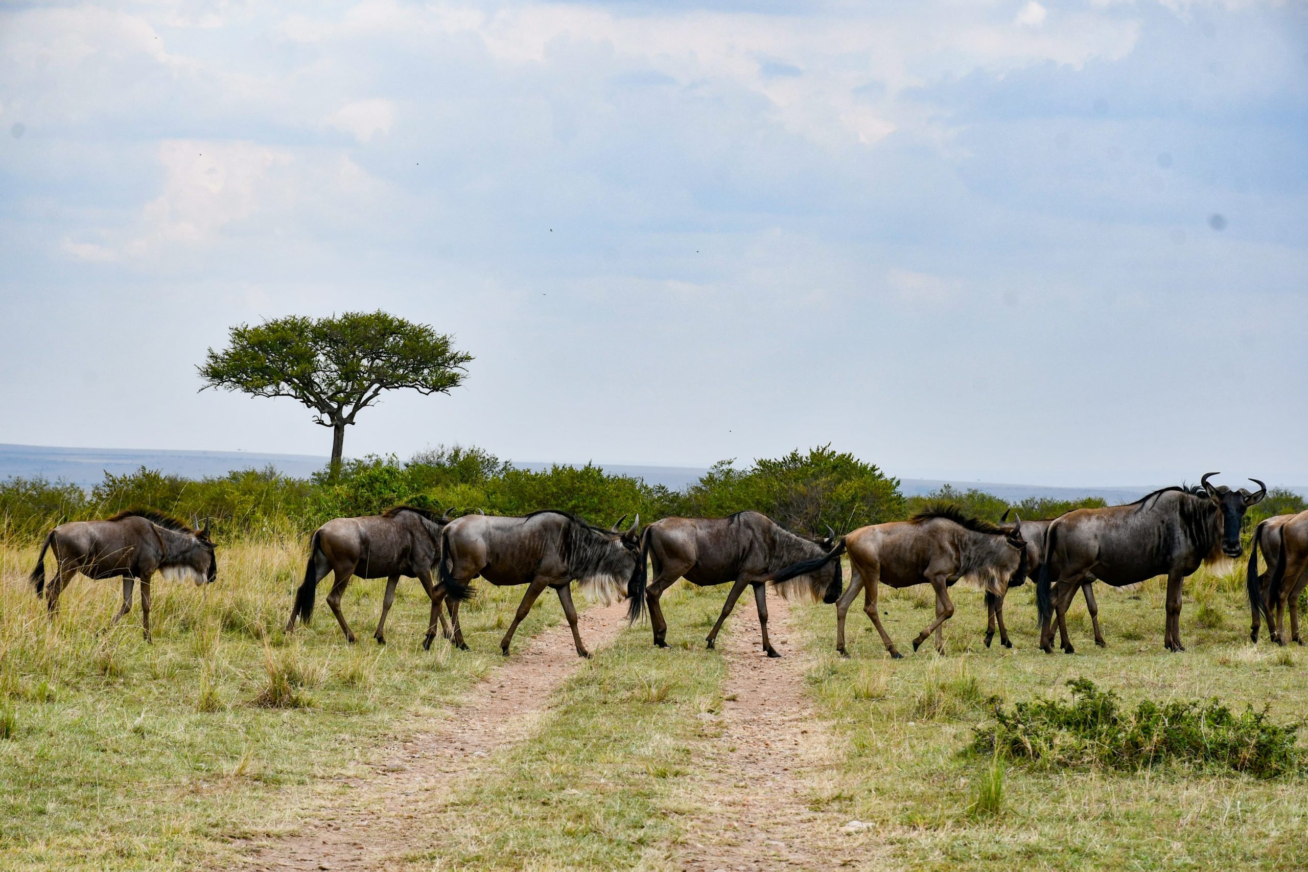 Tanzania safari seasons provide unique experiences month after month.