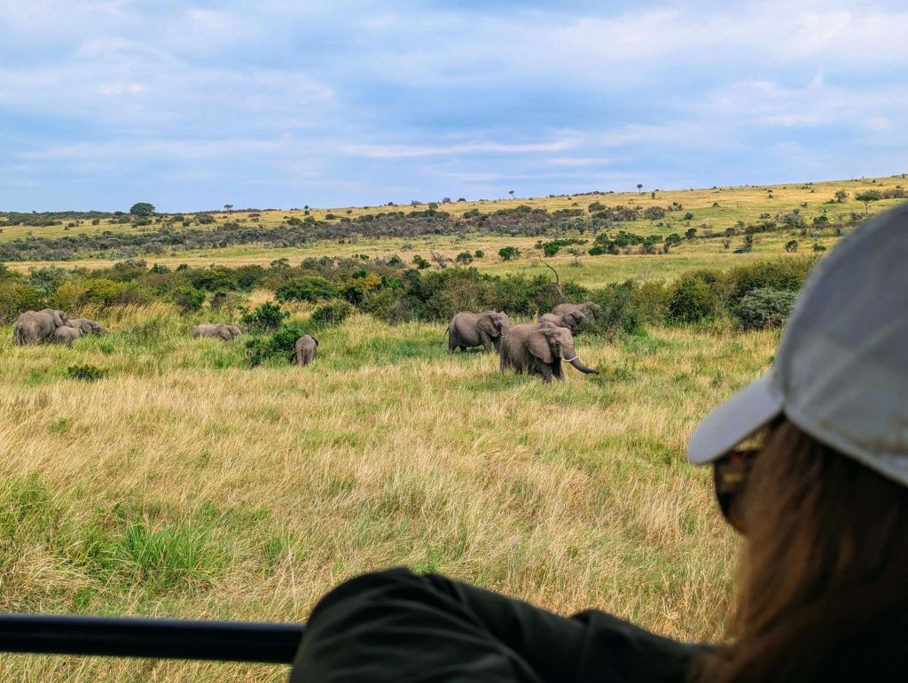Tanzania safari travel guide showing wildlife during a game drive