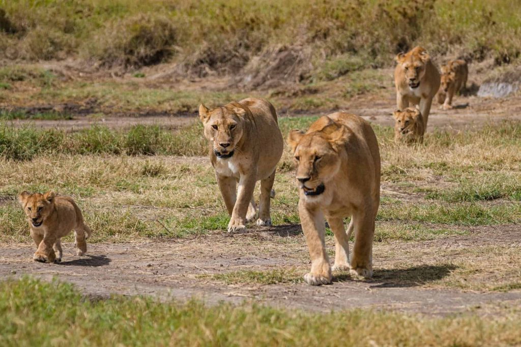 Tanzania Travel Health Requirements