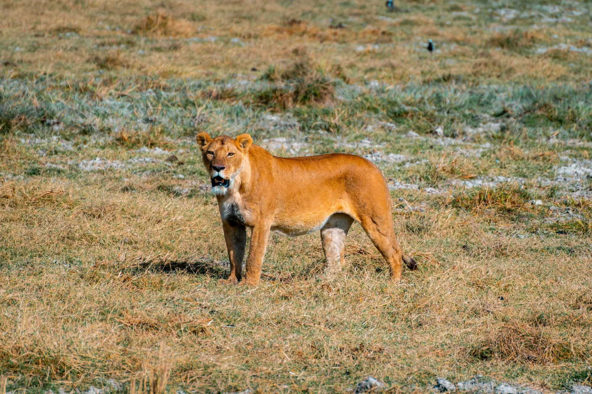 how many days should you spend in Serengeti showing safari itinerary wildlife viewing and travel duration guide