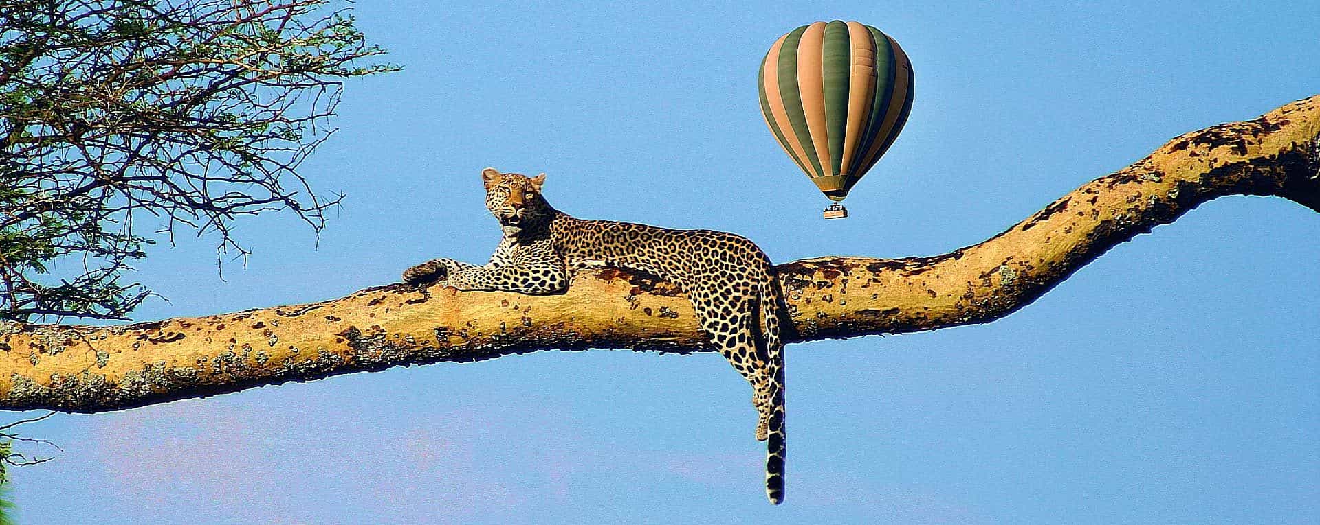 The Ultimate Guide to Tanzania Balloon Safaris Experience.