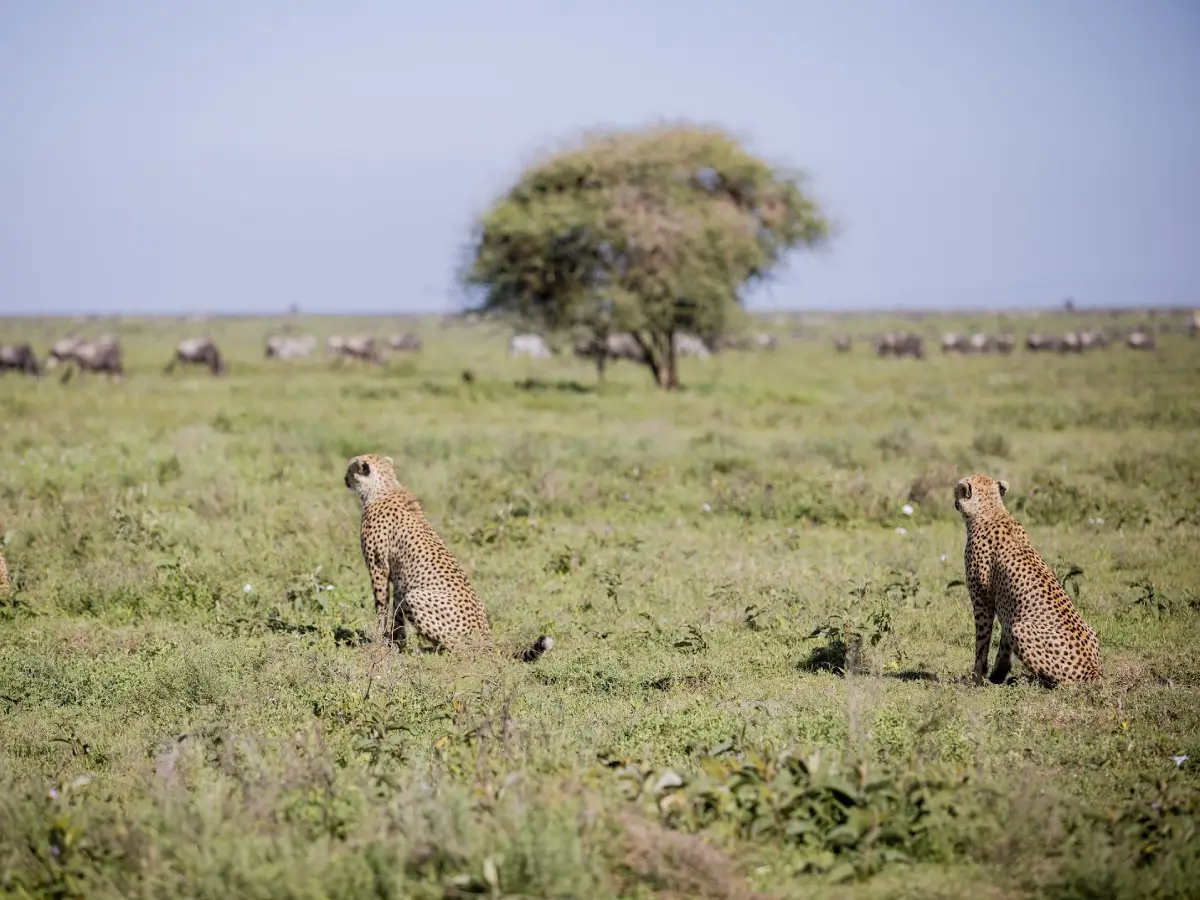 Tanzania safari price per person 2026 luxury safari tented camp
