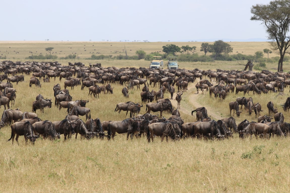 Private Safari in Tanzania featuring a 4x4 safari vehicle, wildlife viewing in Serengeti National Park, and expert local guide