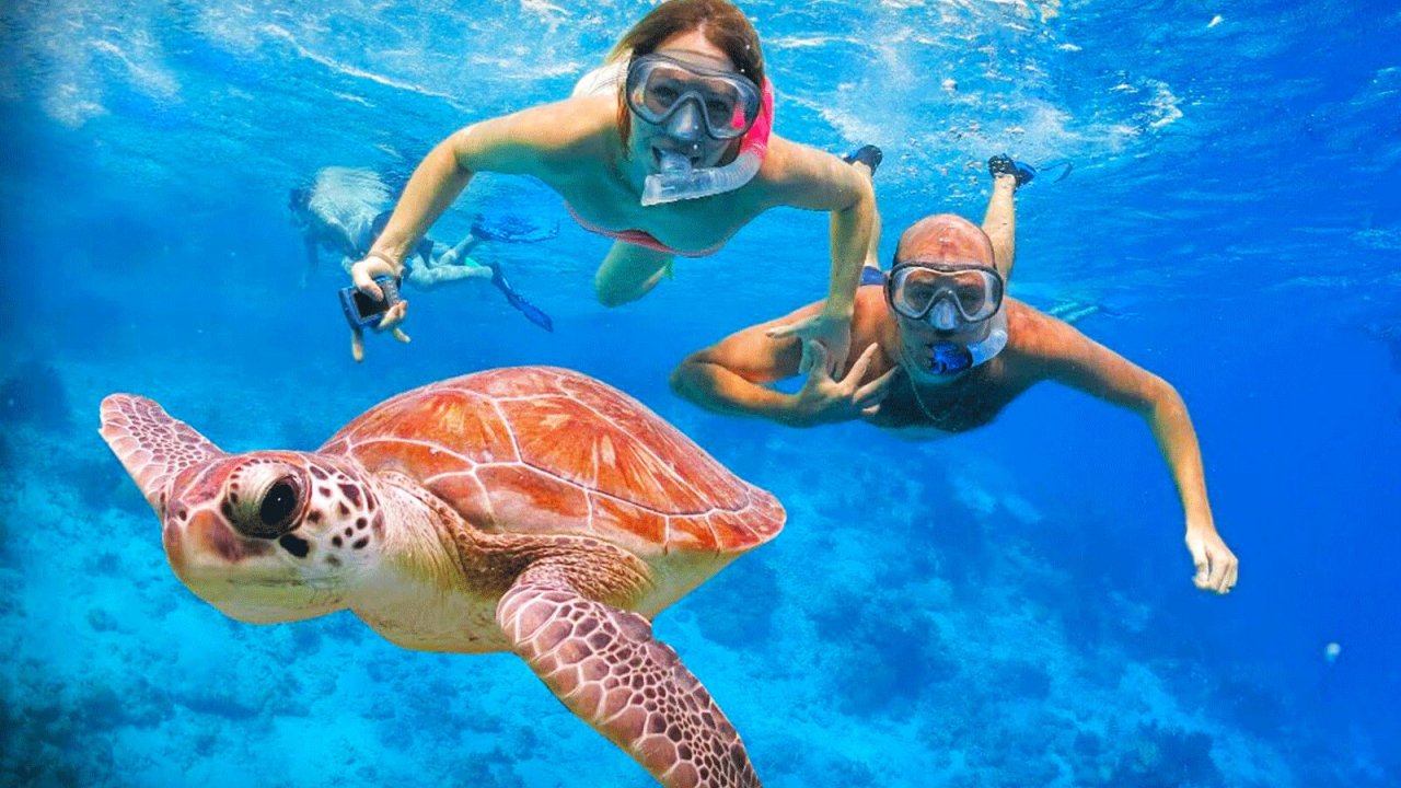 Swimming with sea turtles in Zanzibar offers unforgettable marine wildlife experiences.