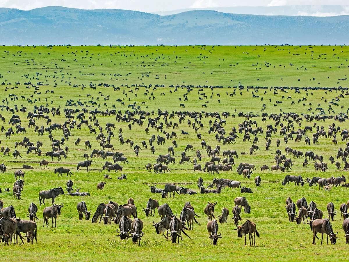 Is Tanzania Worth Visiting Serengeti wildlife safari experience