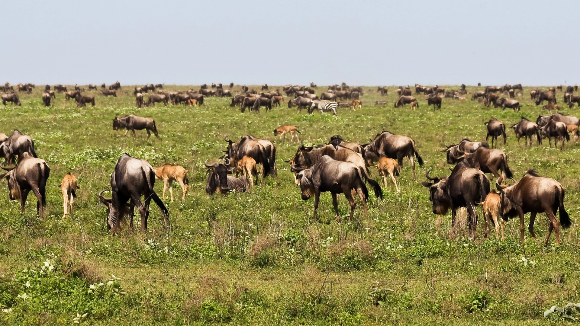 Wildebeest Migration Tanzania during calving season in Ndutu