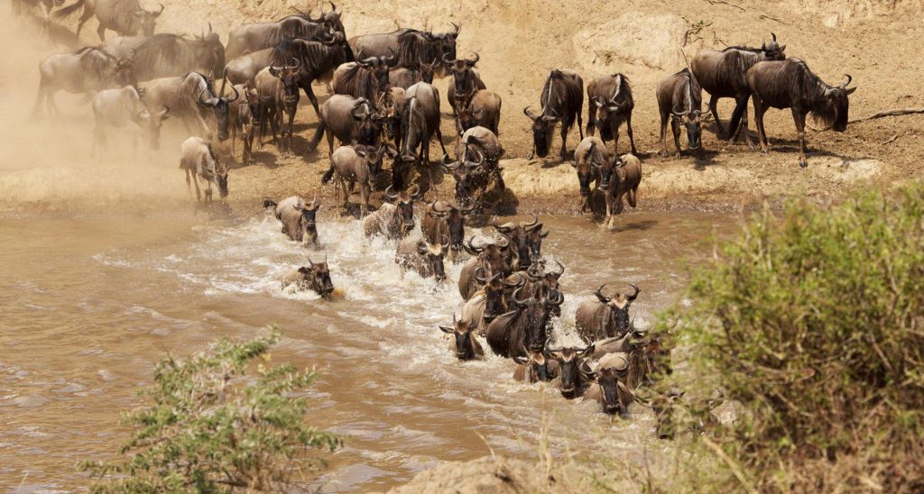3 days Great migration fly-in from zanzibar near the Mara River crossing