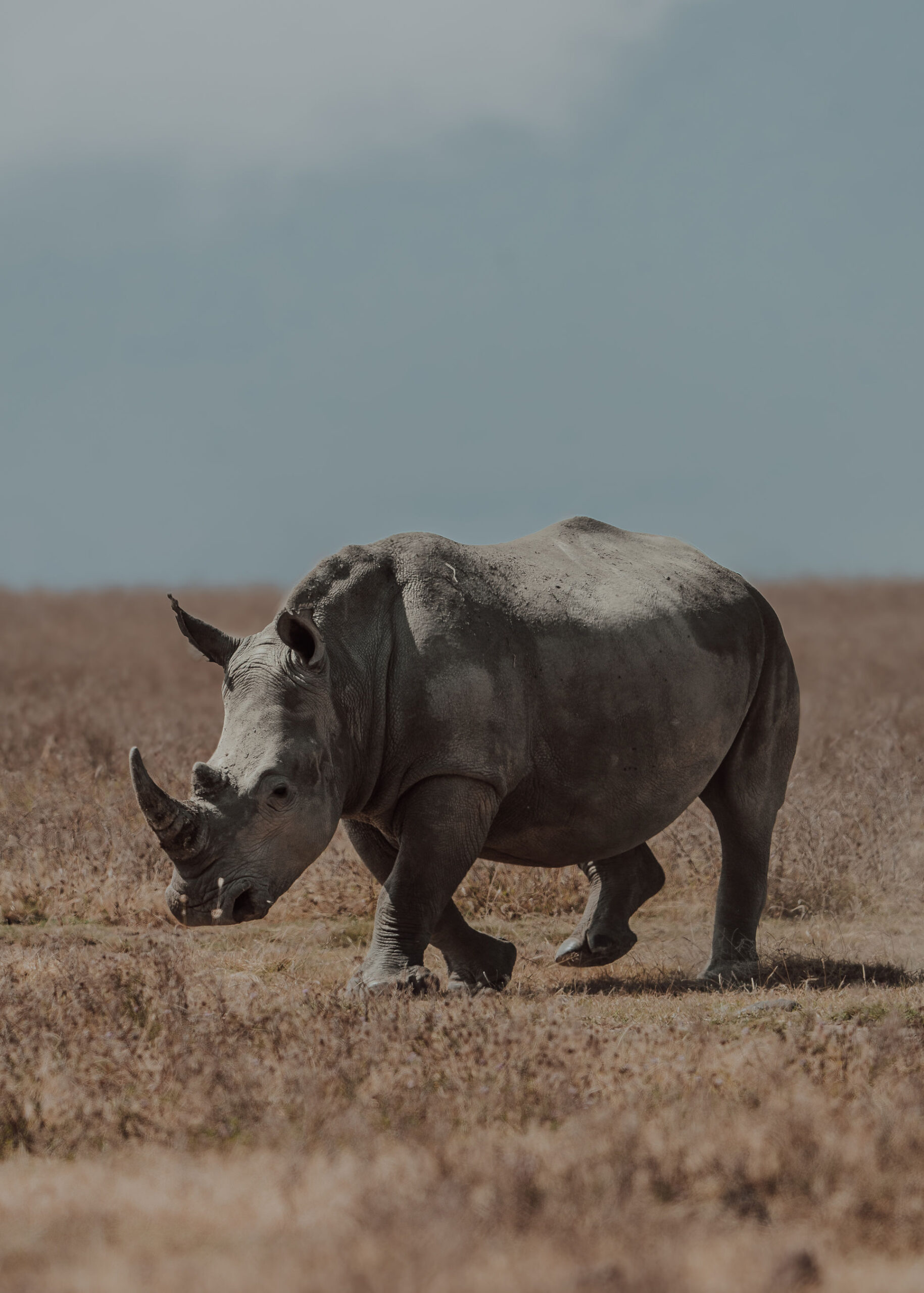 Wildlife in Ngorongoro Crater during Tanzania Adventure Packages