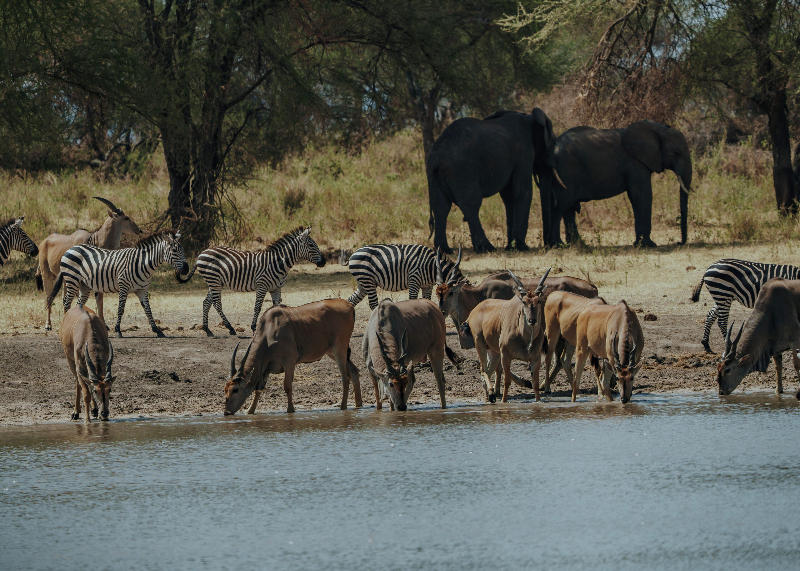 Tanzania safari wildlife and landscapes