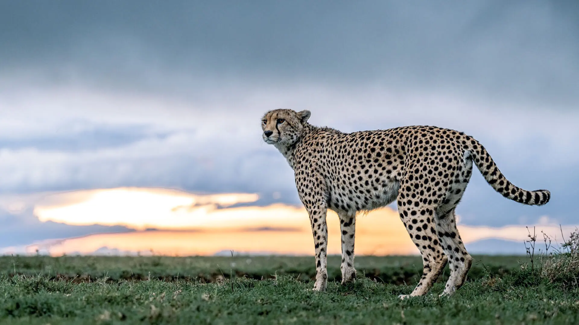 Luxury safaris in Tanzania with a luxury safari lodge overlooking Serengeti National Park