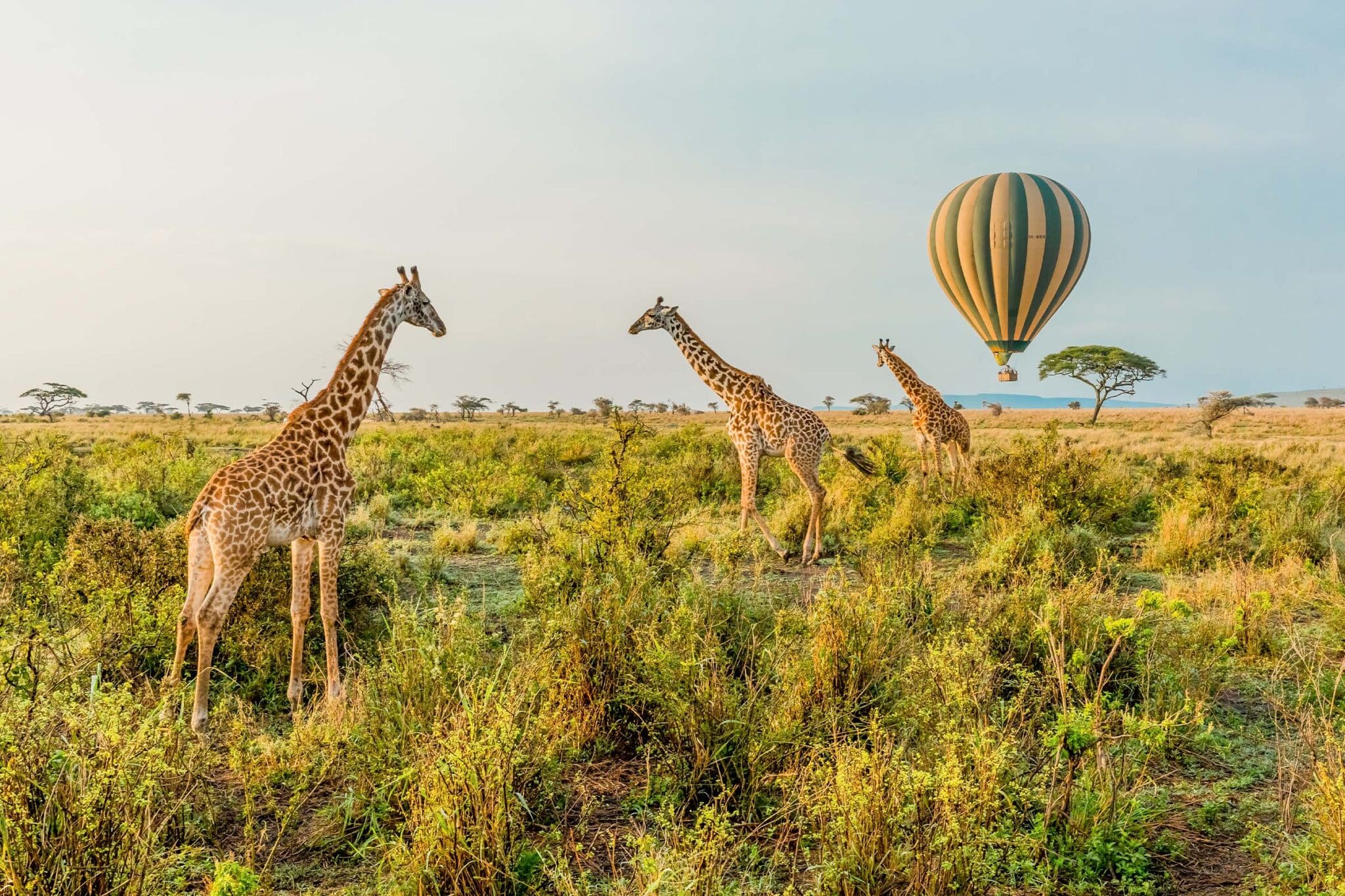 Tanzania major attractions Serengeti Ngorongoro Zanzibar Kilimanjaro safari wildlife guide
