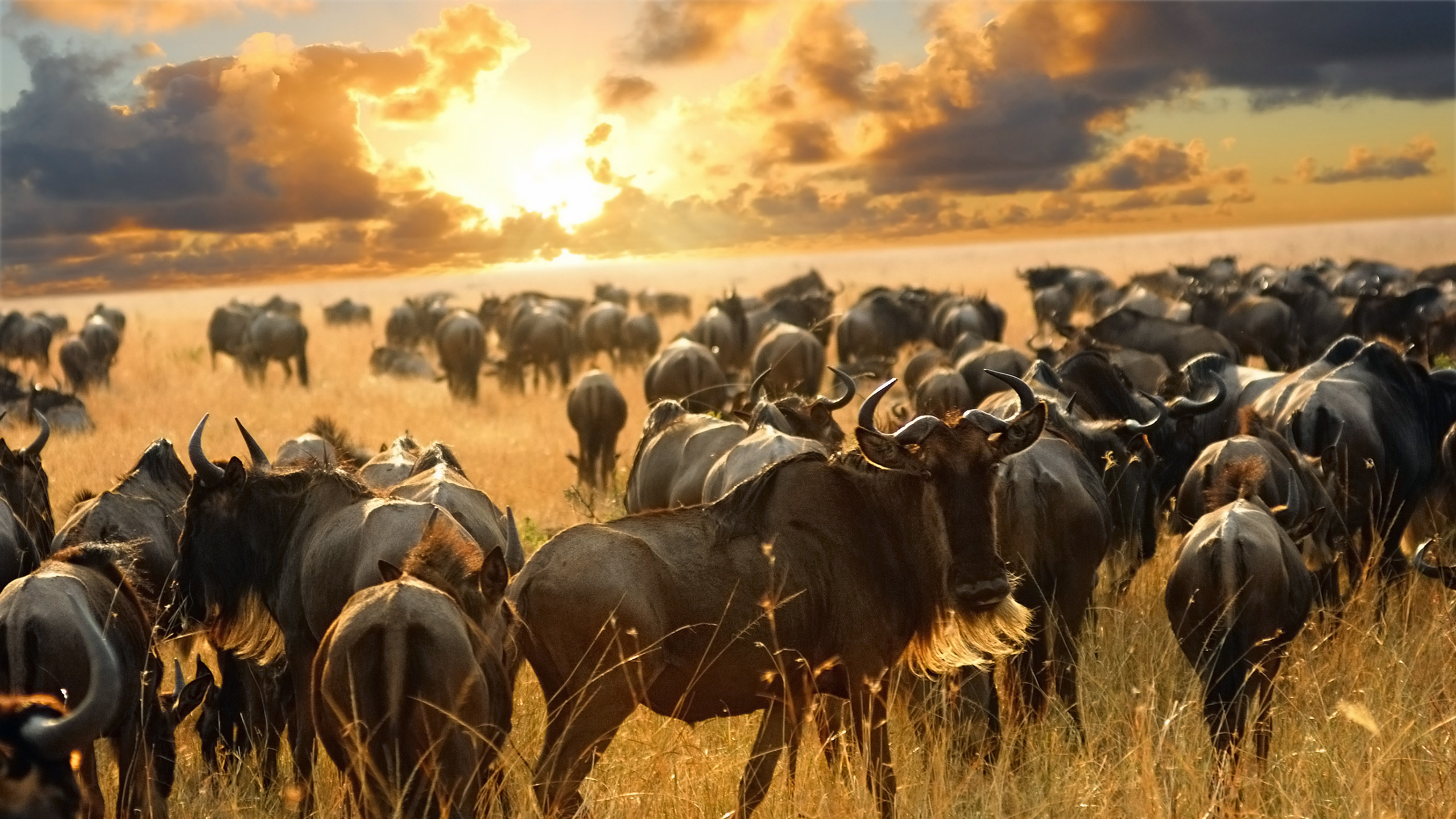3-Day Luxury Honeymoon Safari Tanzania | Serengeti & Ngorongoro