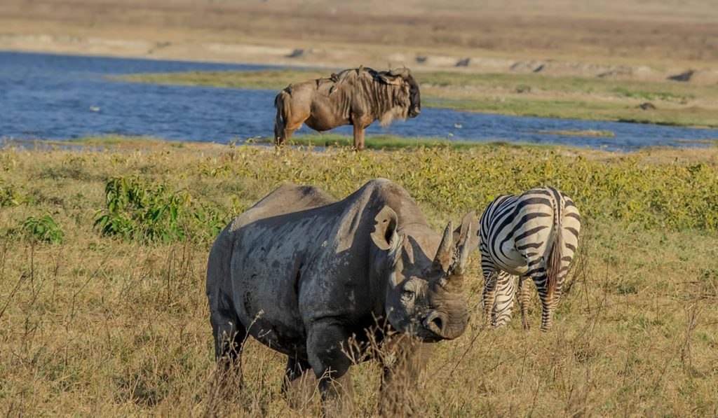 Ngorongoro Crater wildlife landscape