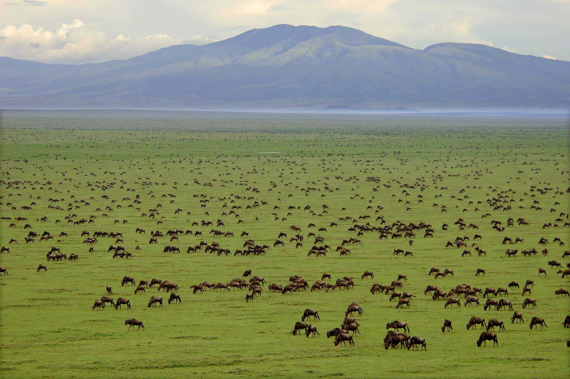 Tanzania major attractions Serengeti Ngorongoro Zanzibar Kilimanjaro safari wildlife guide