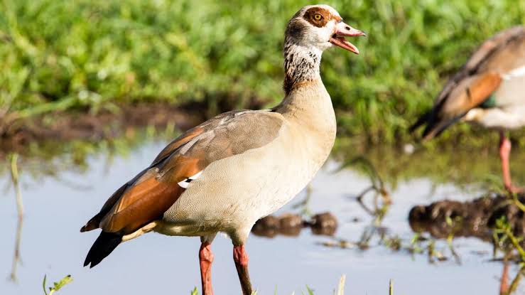7 Days Tanzania Birding Safari guide spotting birds in Arusha National Park, Tarangire National Park and Lake Manyara