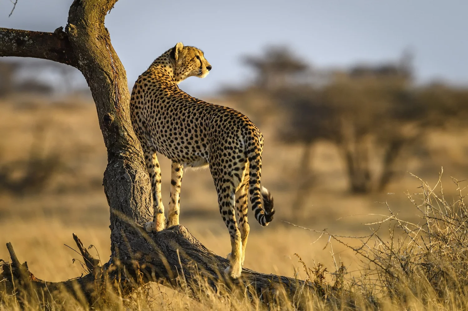 cheetah in Serengeti National Park