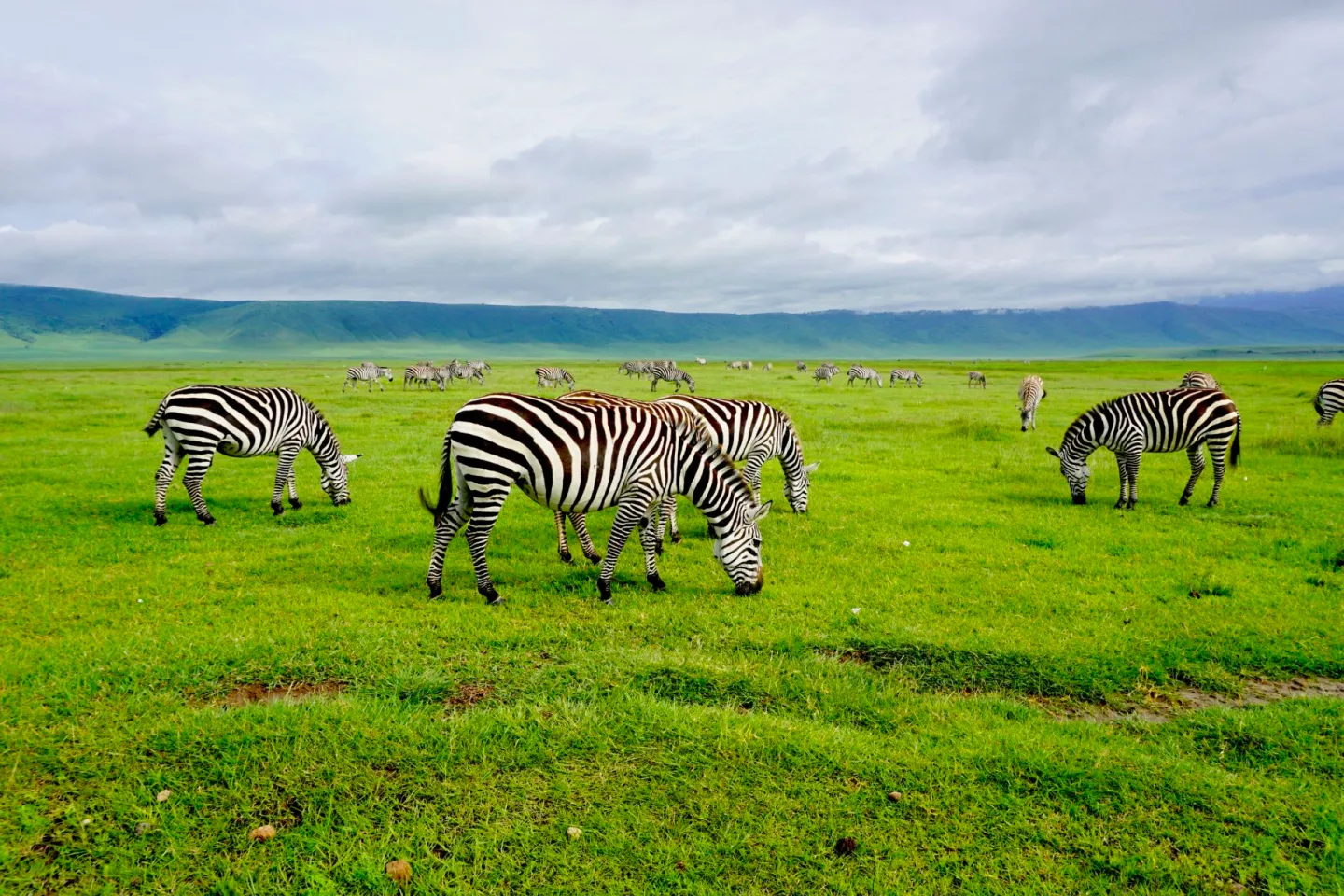 Ngorongoro Crater safari showing wildlife and scenic landscapes inside Tanzania's natural wonder