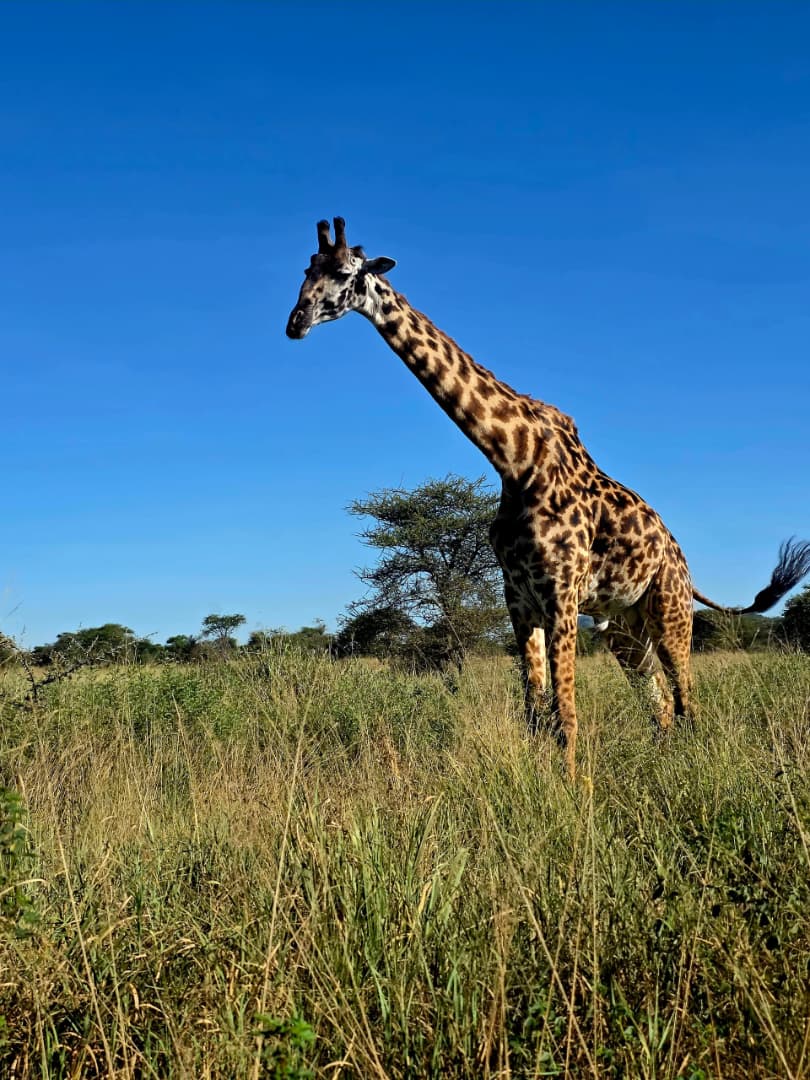 Maasai giraffe browsing acacia trees during a wildlife safari in Serengeti National Park, Tanzania