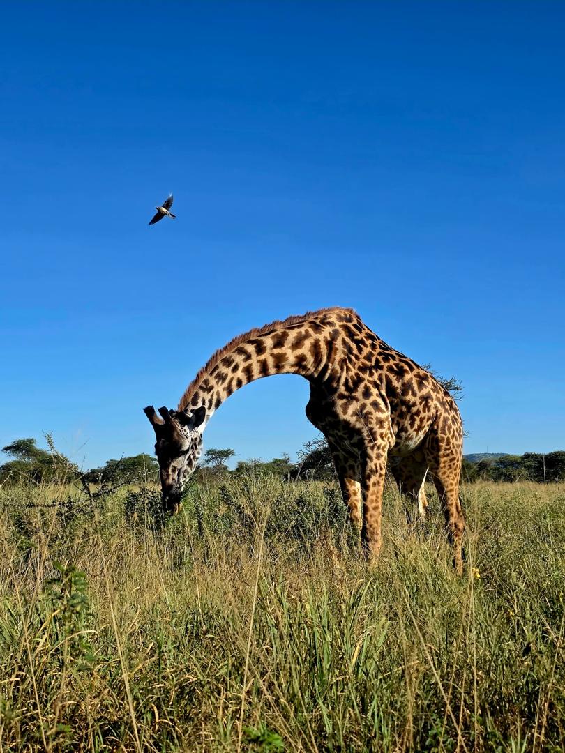 Maasai giraffe browsing acacia trees during a wildlife safari in Serengeti National Park, Tanzania