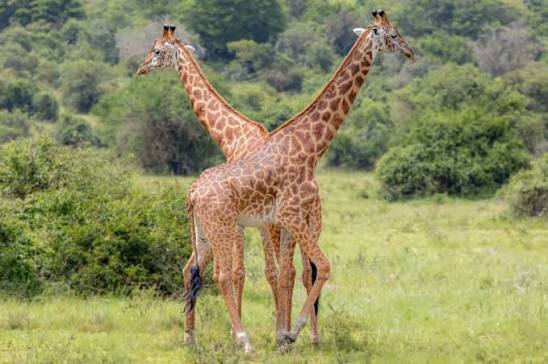 Maasai giraffe browsing acacia trees during a wildlife safari in Serengeti National Park, Tanzania