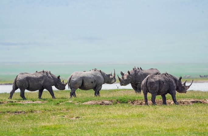 How to plan a wildlife safari to Tanzania with a safari vehicle viewing elephants in Serengeti National Park