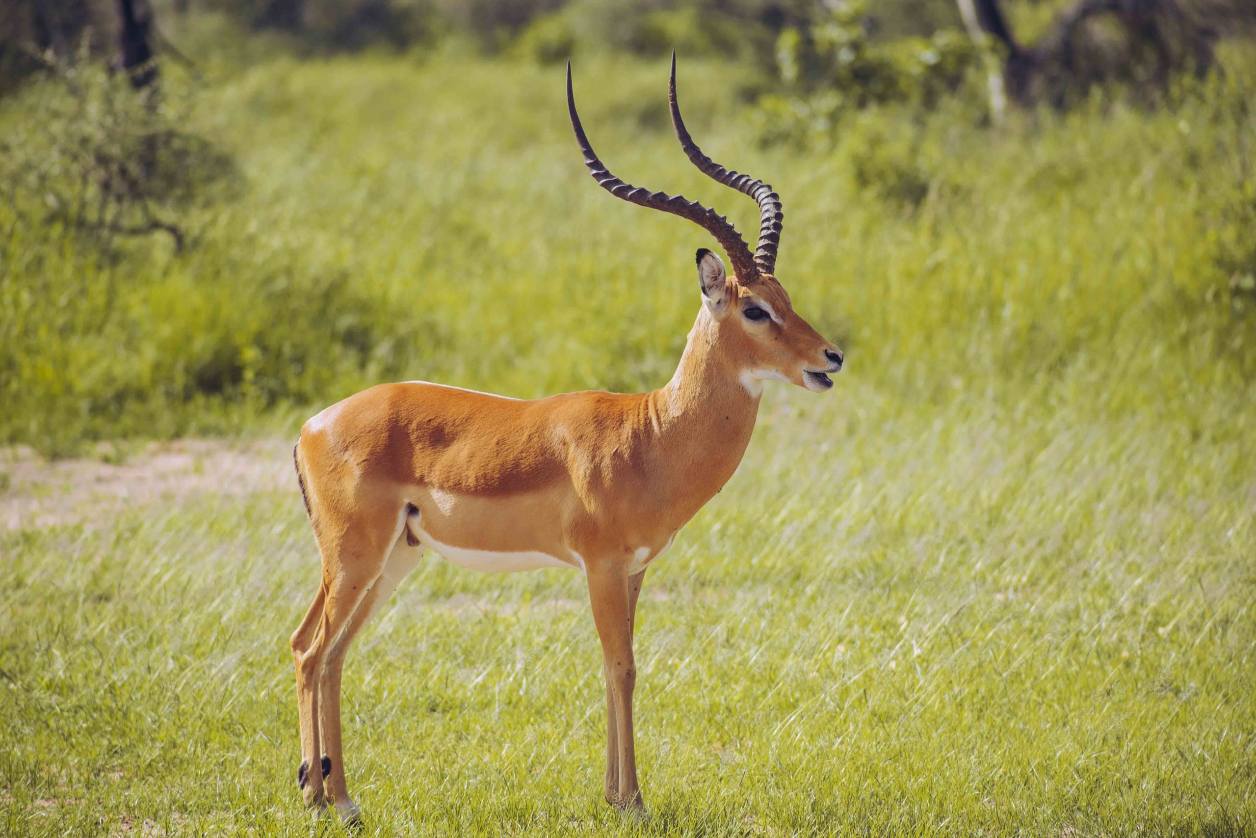 2 Days Tarangire & Lake Manyara Safari from Arusha