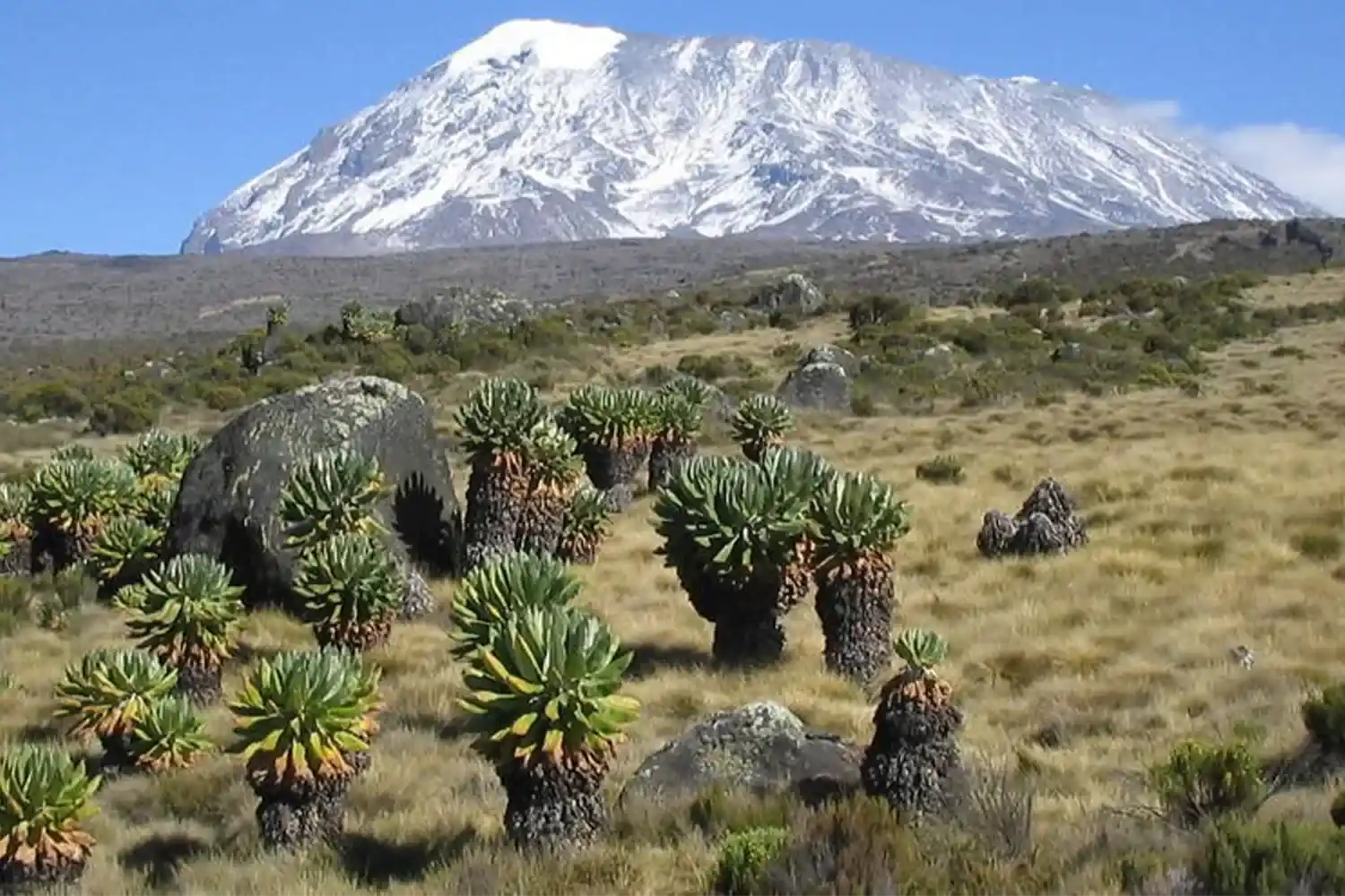Trekkers exploring the Lemosho Route rainforest