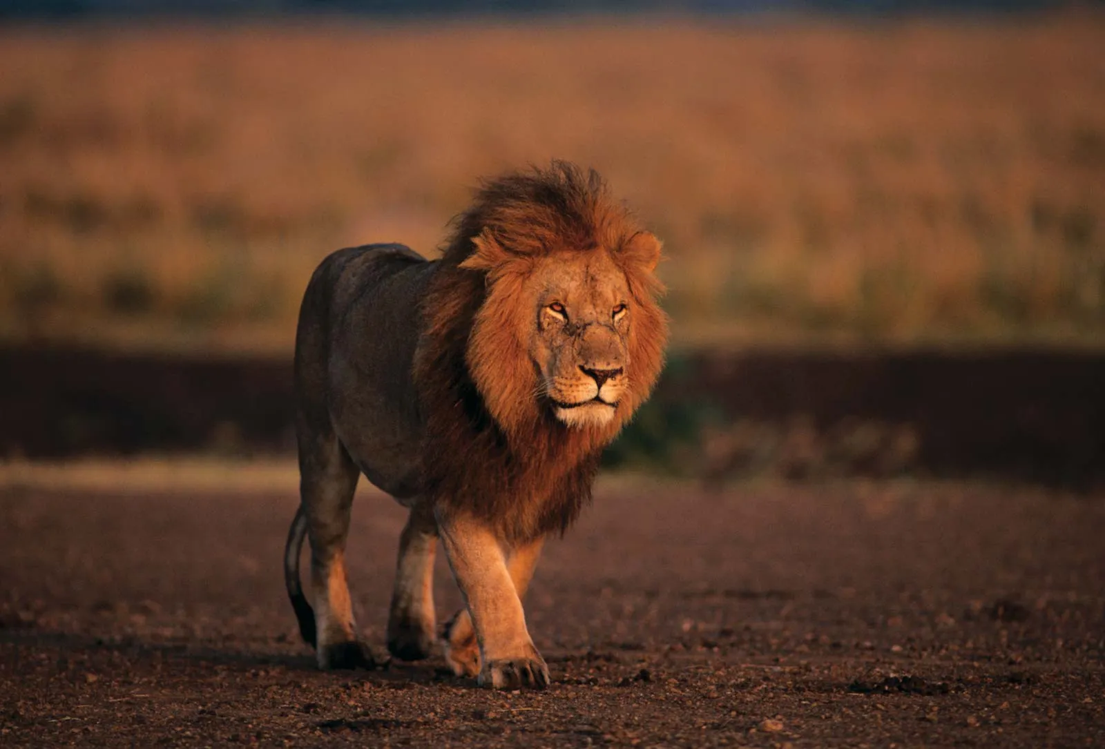 3-Day Zanzibar Honeymoon Safari to Ngorongoro & Serengeti