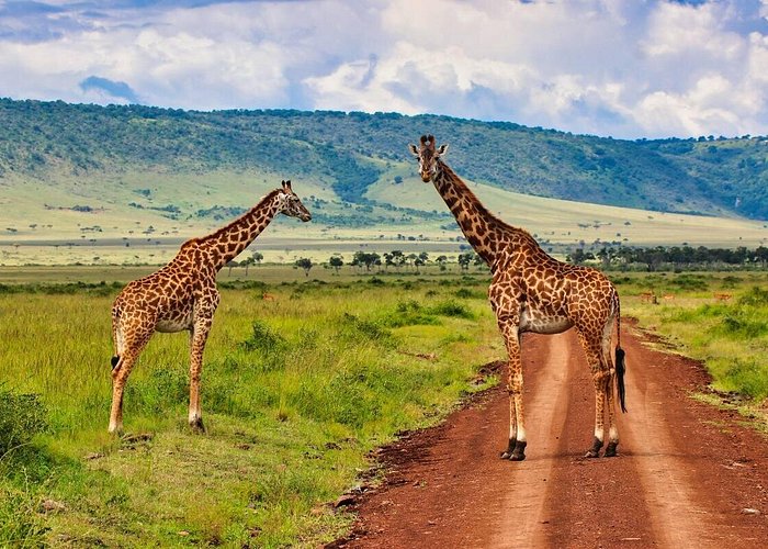 Maasai giraffe browsing acacia trees during a wildlife safari in Serengeti National Park, Tanzania