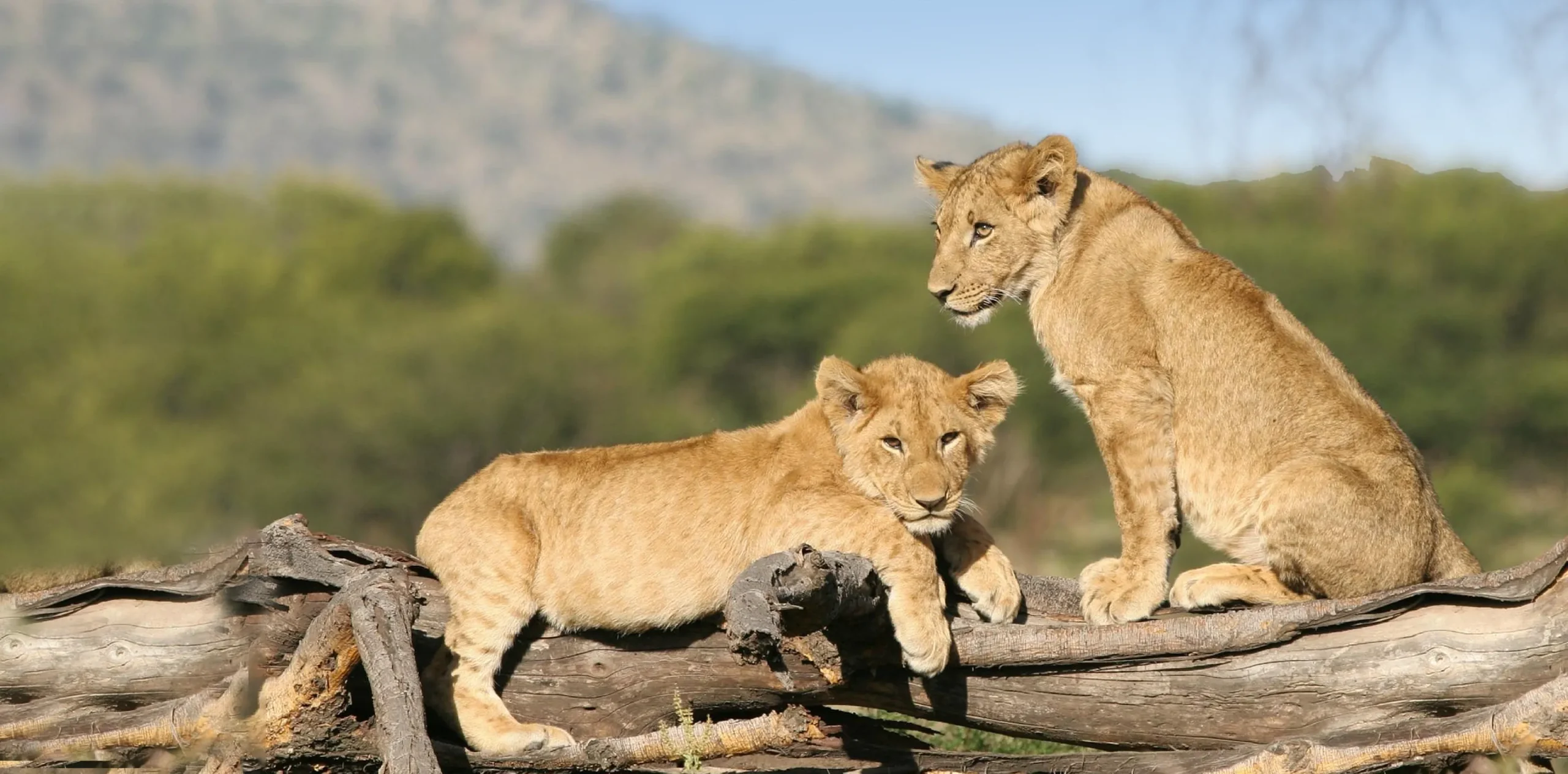 Lion resting in Serengeti National Park