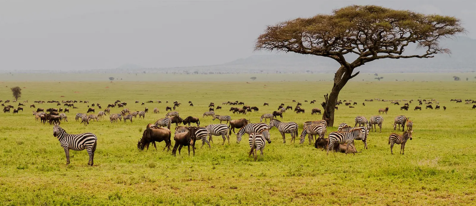 Luxury safari lodge in Serengeti