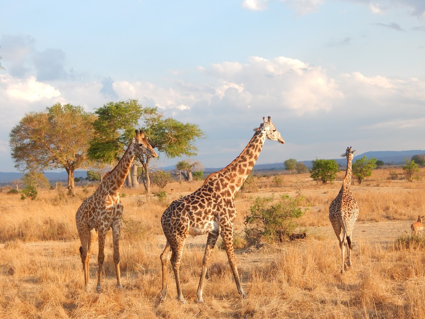 Top 5 Safaris from Zanzibar with Tanzania safari packages