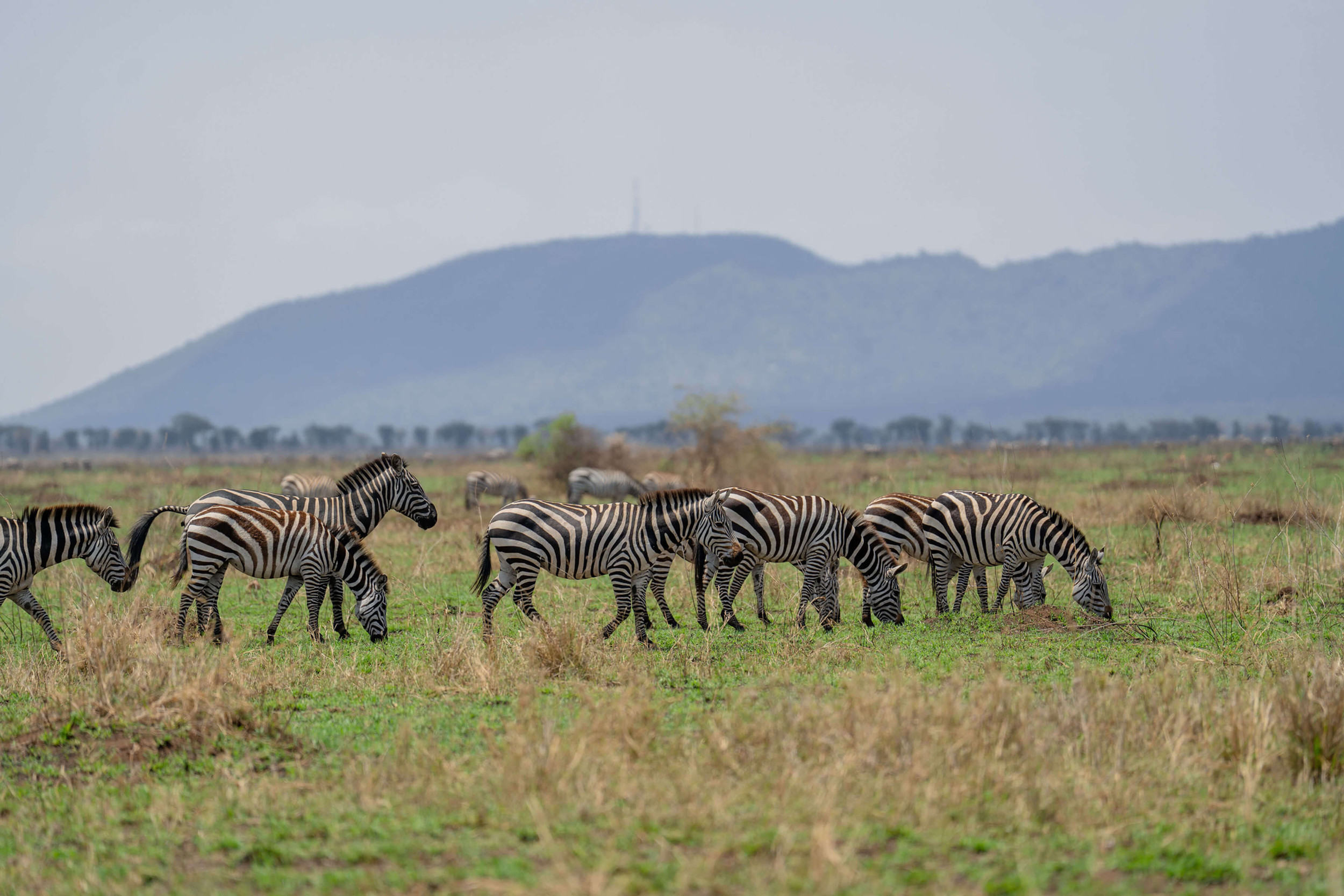 Serengeti National Park wildlife safari