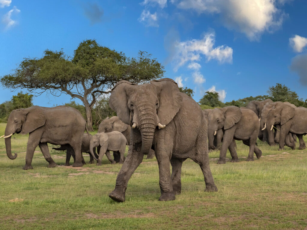 Elephants in Tarangire National Park