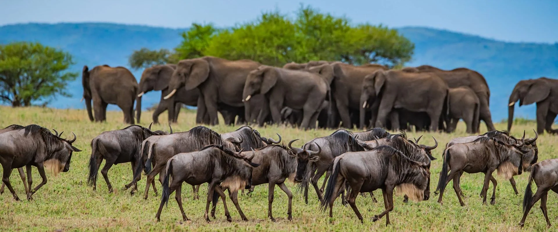 Top 5 Safaris from Zanzibar with Tanzania safari packages