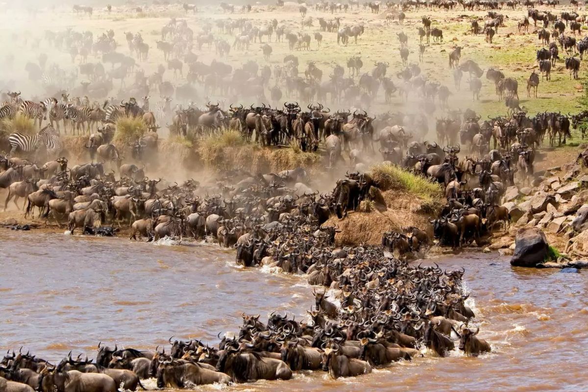4 Days Maasai Mara Great Migration Safari